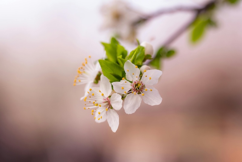 garden seasons